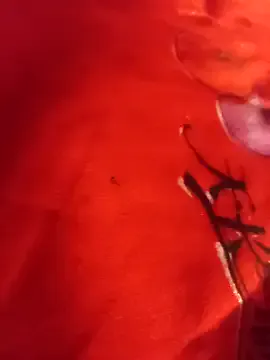 SL_Uma — Pussy play